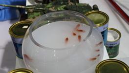 涂料逆天養(yǎng)魚 晨陽水漆如何做到的